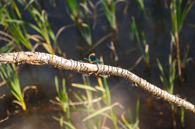 Free Nature Dragonfly photo and picture