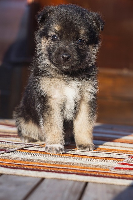 Free Puppy Cute photo and picture