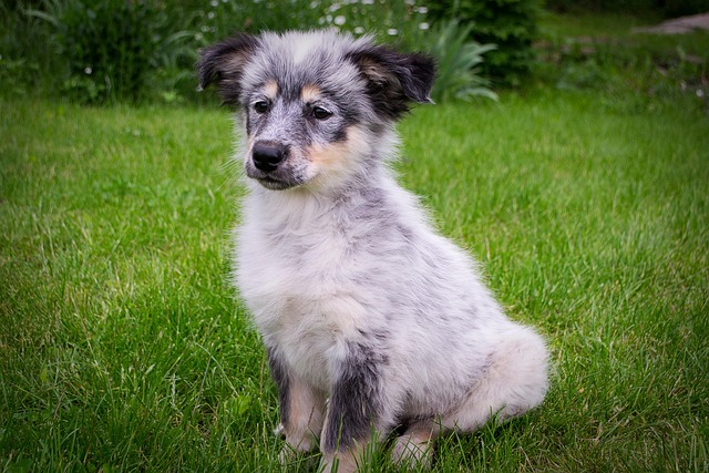 Free Puppy Nature photo and picture