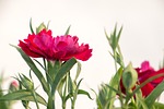 flowers, winter flowers, dianthus
