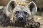 hyena, cub, close