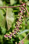 american pokeweed, phytolacca americana, invasive species