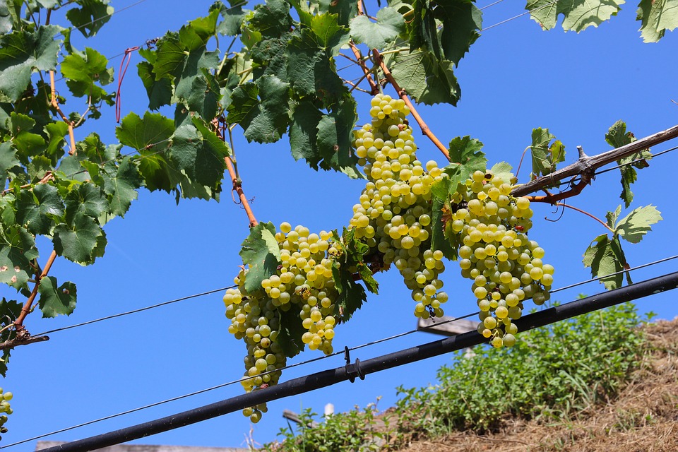 Wine Grapes Green Free photo on Pixabay
