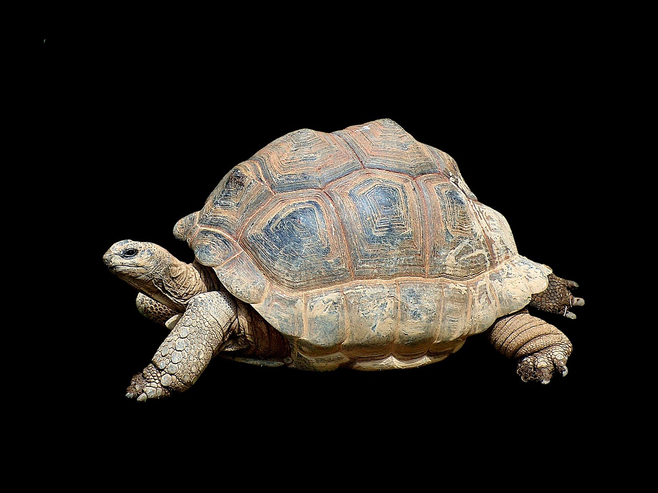 Tortoise - free online jigsaw puzzle photo