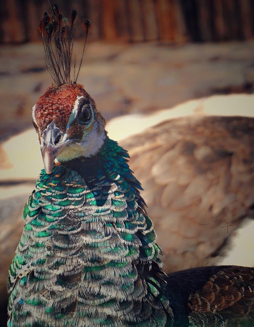 Pavo Real, Datong, Animal
