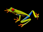 red-eye frog, red-eyed tree frog, tree frog