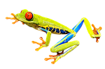 red-eye frog, red-eyed tree frog, tree frog