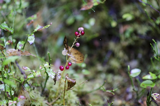 Free Lingon Berries photo and picture