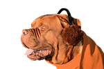 dog, ear muffs, fun