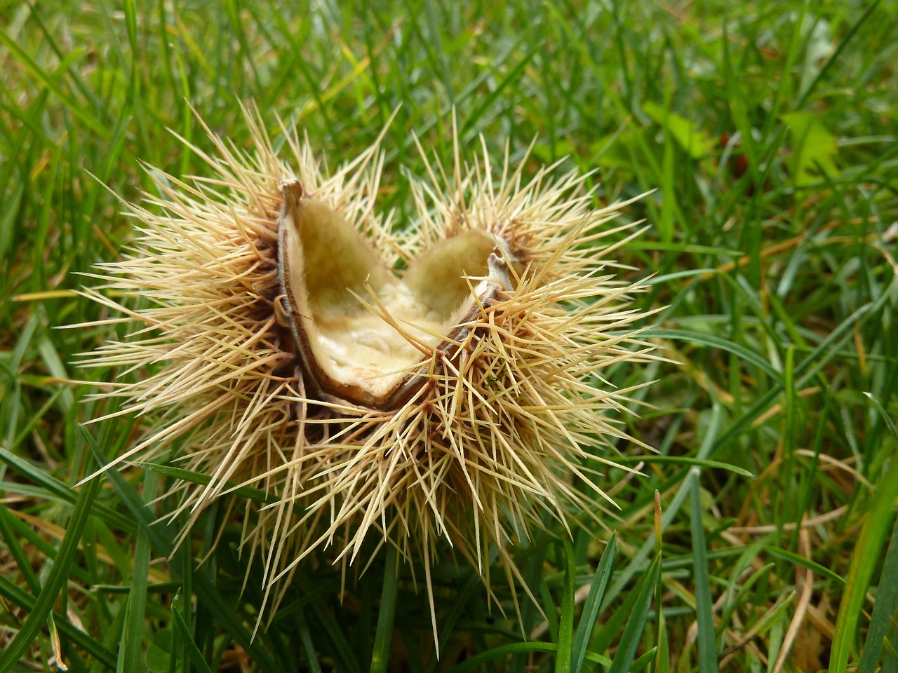 chestnut-2816443_1280.jpg