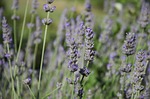 lavender, italy, lumen