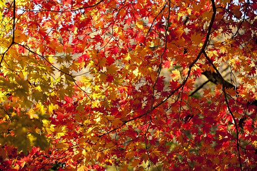 1000以上の無料落ち葉 秋画像 Pixabay