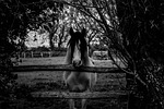 black and white, horse, white