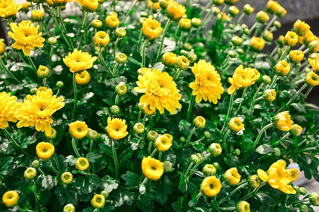 Free Flower Yellow photo and picture