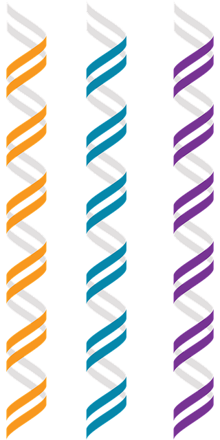 Free dna b-dna genetics vector