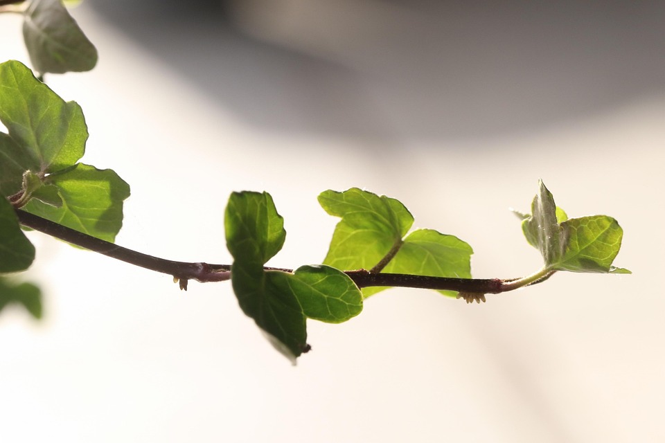 枝杈 植物 绿色 - Pixabay上的免费照片 - Pixabay
