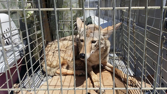 Coyote, Animales, Naturaleza, Mamífero