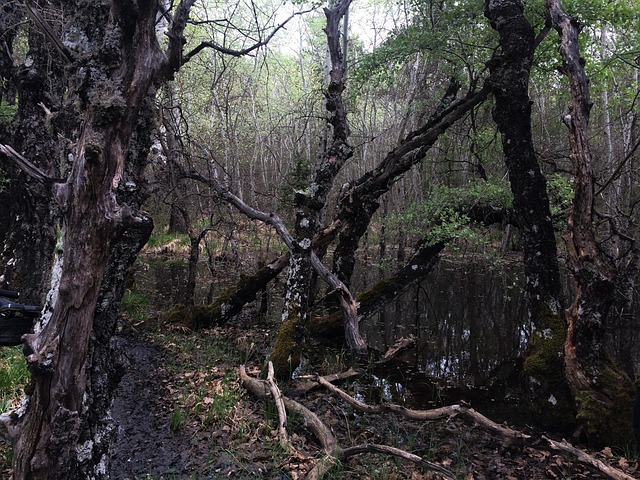Free Provence Swamp photo and picture