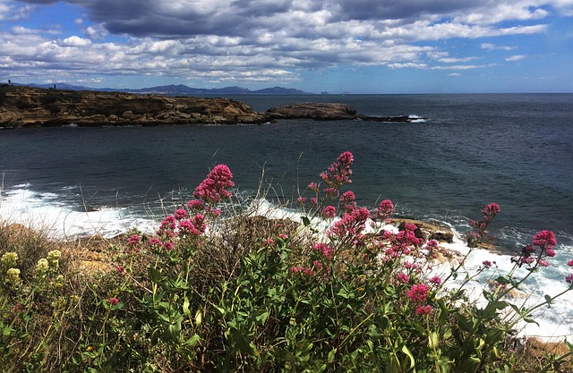 Free Flower Sea photo and picture