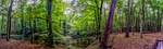 lake, pond, forest