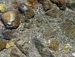 water, river, nature