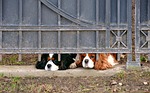 dog, pets, prison