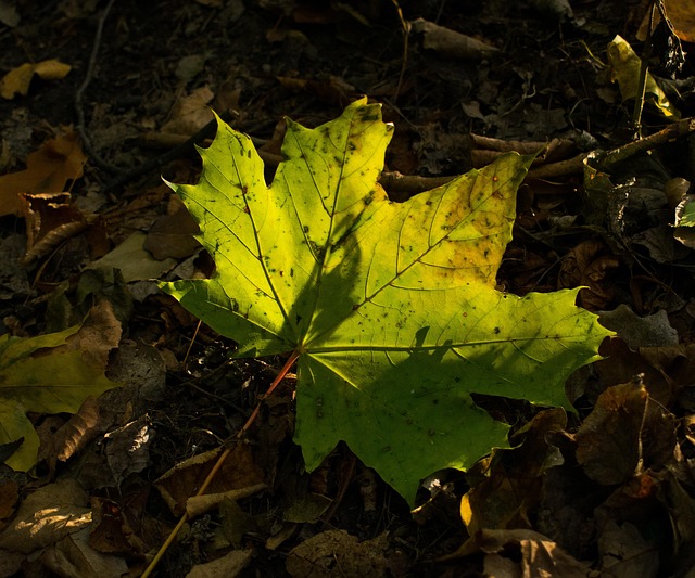 Free Green Blade photo and picture