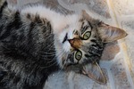 cat, stray, animal