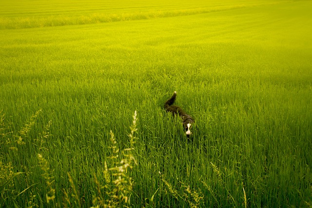 Free Meadow Green photo and picture