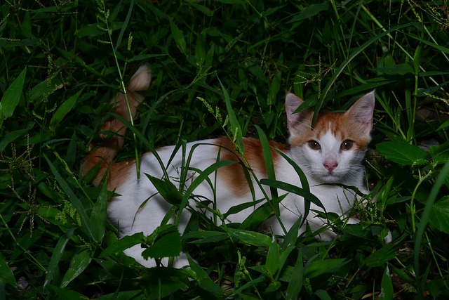 Free Cat Green Grass photo and picture