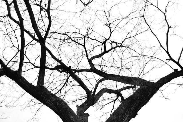 Free Tree Nature photo and picture