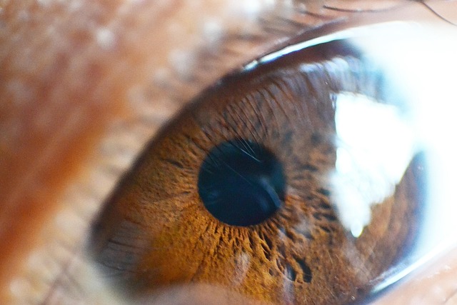 Free Eye Macro photo and picture