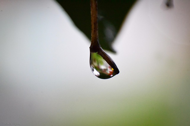Free Gout Macro photo and picture