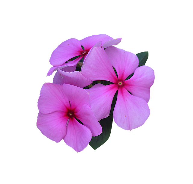 Free Image Cropped Flower Wallpaper photo and picture