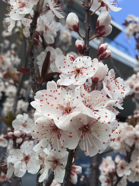 Free Blossoms Spring photo and picture