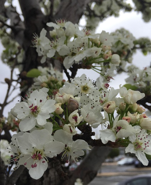 Free Blossoms Spring photo and picture