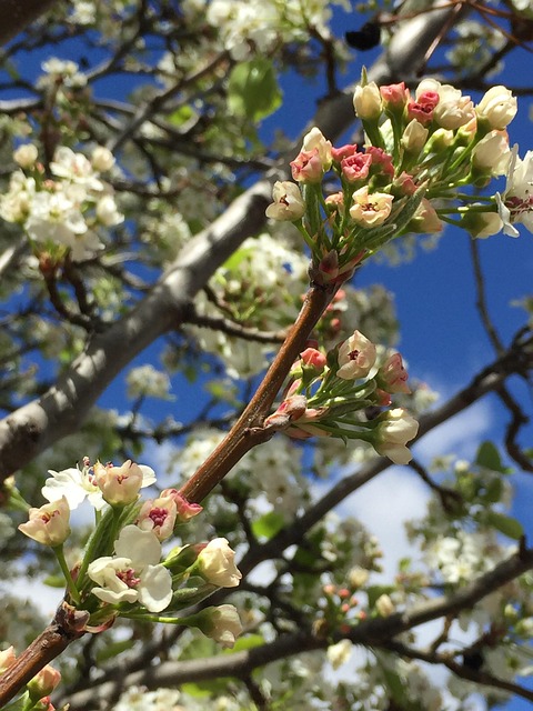 Free Buds Nature photo and picture