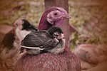 motherhood, chicken, animal