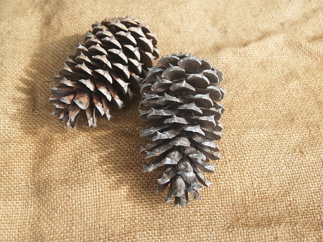 Free Pine Cone Pine Cones photo and picture