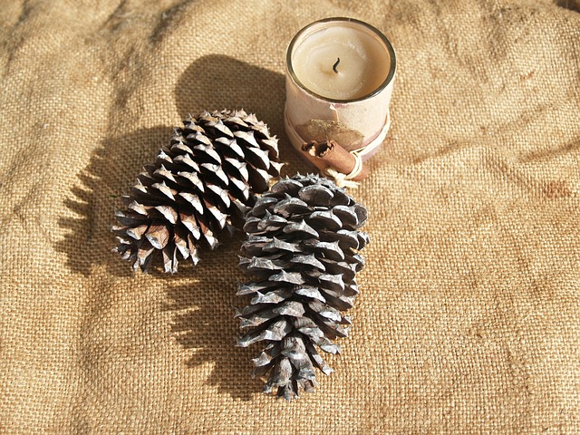 Free Pine Cone Pine Cones photo and picture