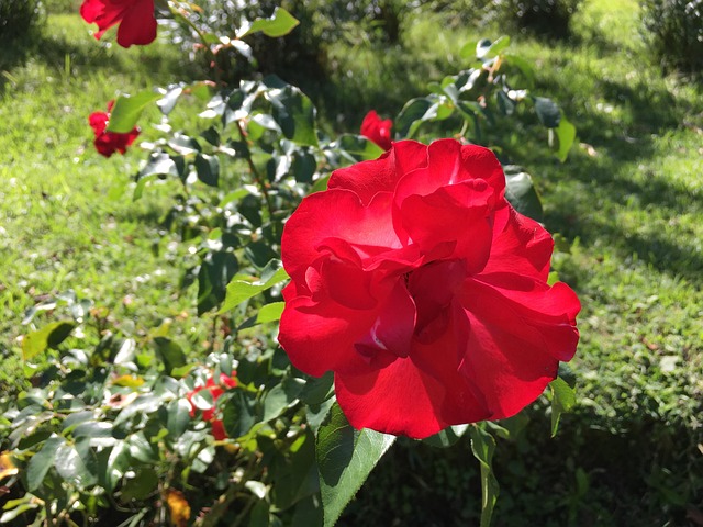 Free Rose Rose Flower photo and picture