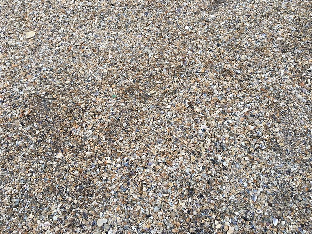 Free Shells Wallpaper Shells photo and picture