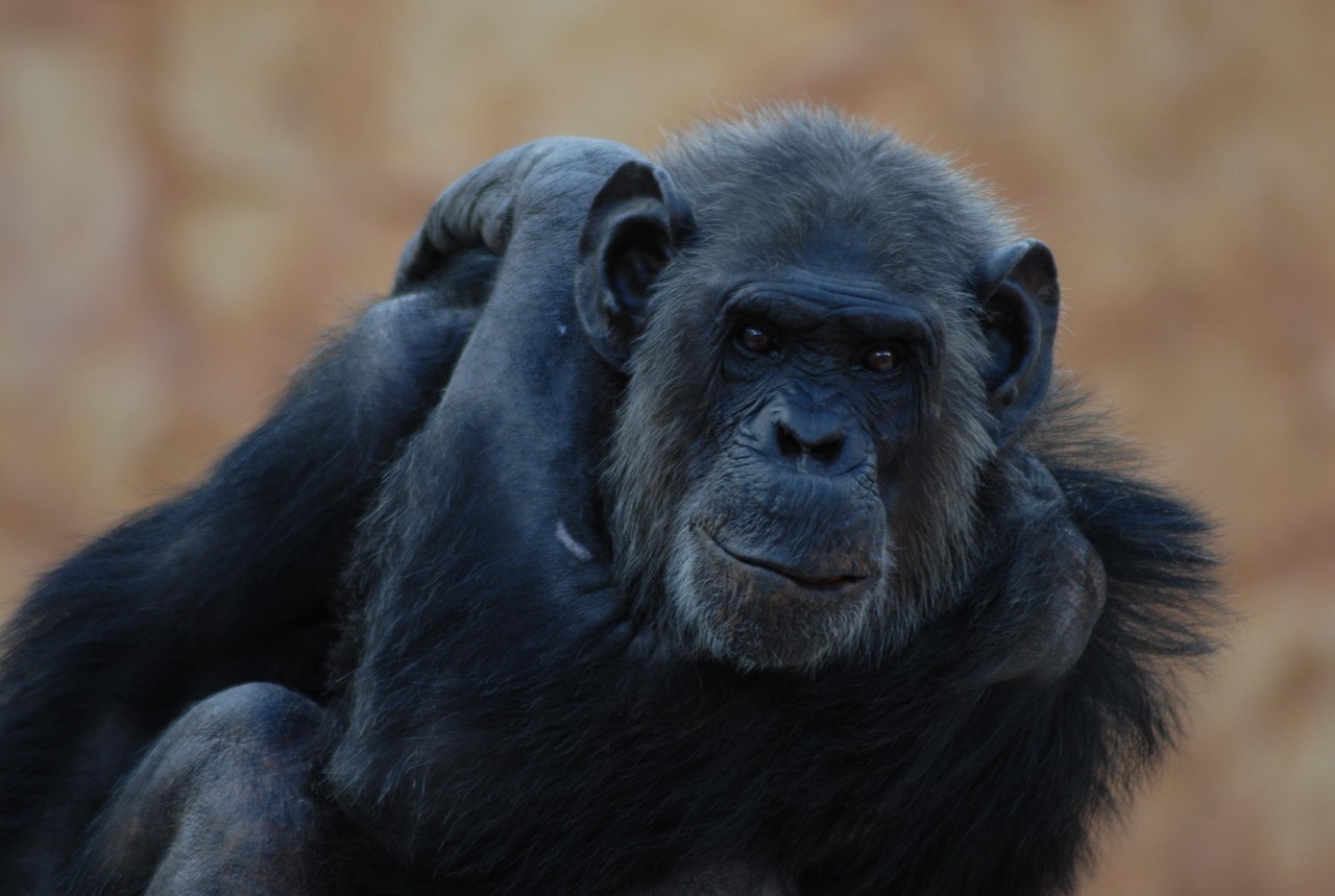 Gorilla - free online jigsaw puzzle photo