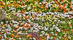 flowers, springs, posberg