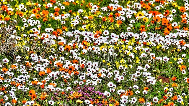 Blomster, Fjedre, Posberg