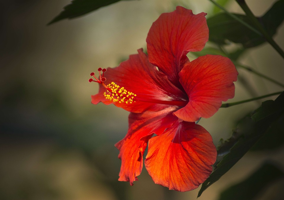 Hibisco, Rojo, Cerrar, Macro, Flor