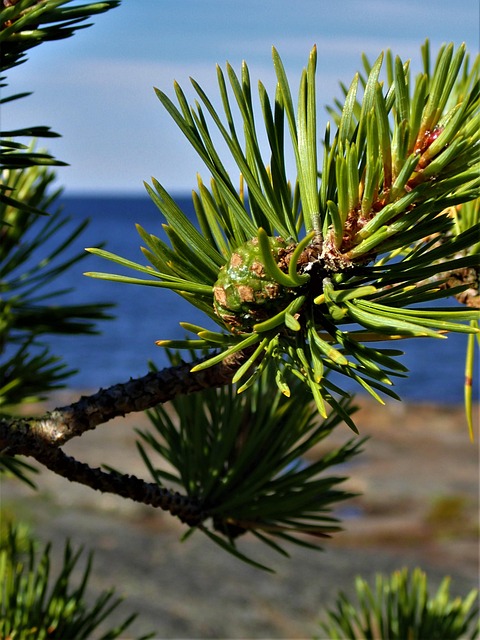 Mänty Käpy - Ilmainen valokuva Pixabayssa - Pixabay