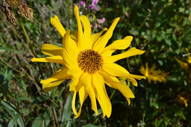 Free Flower Yellow photo and picture