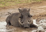 warthog, mud, bathing
