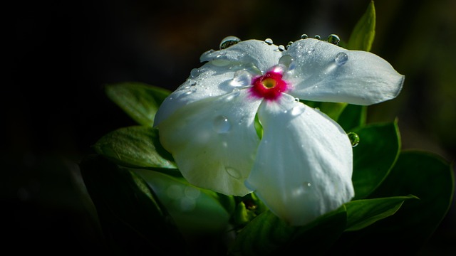 Blume, Blumentapete, Weiß